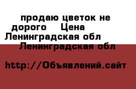 продаю цветок не дорого  › Цена ­ 1 500 - Ленинградская обл.  »    . Ленинградская обл.